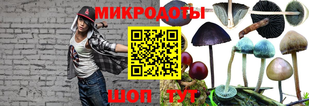 Галлюциногенные грибы Psilocybe Лесосибирск